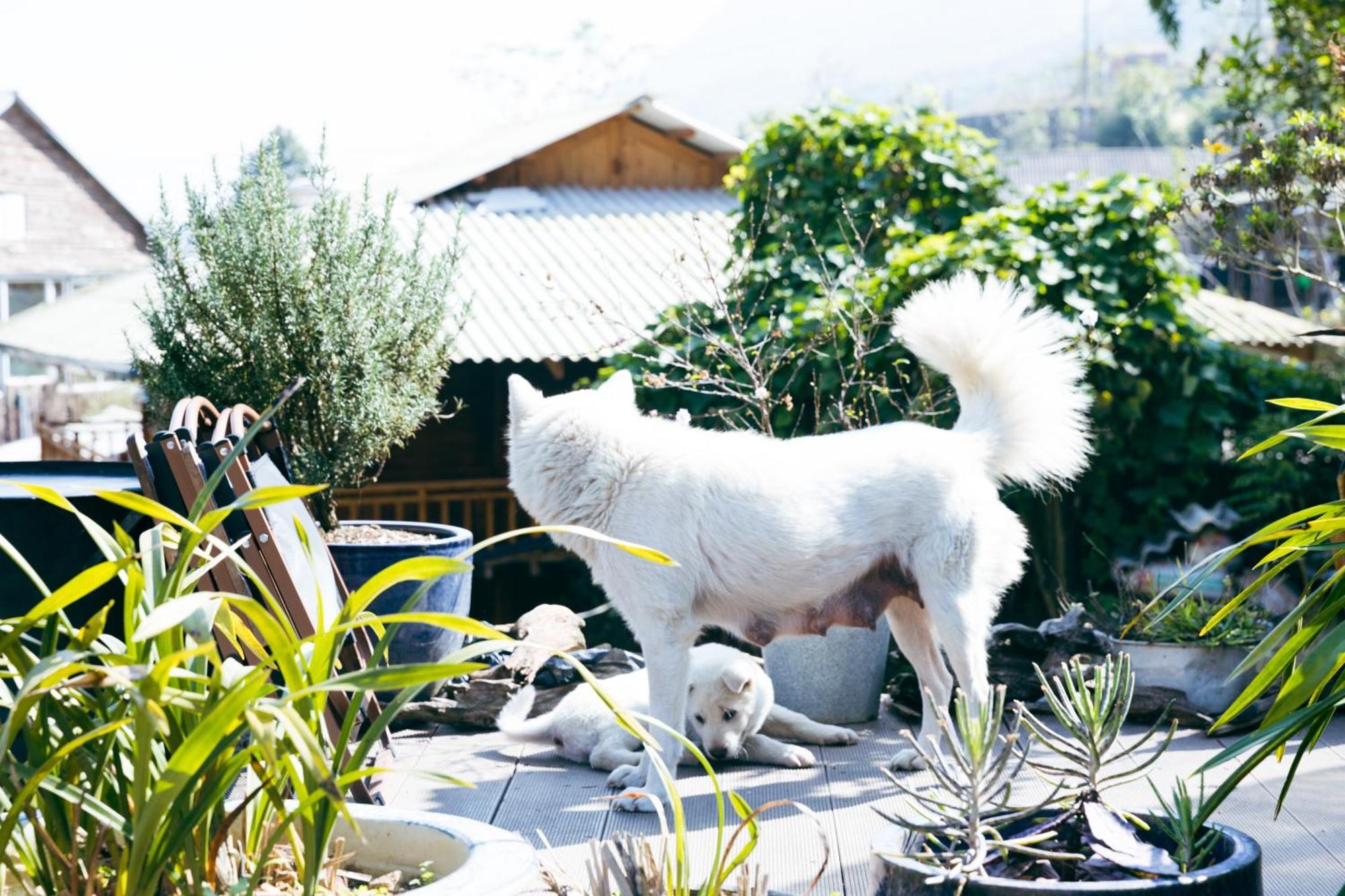 Sapa Plum Eco House Otel Dış mekan fotoğraf